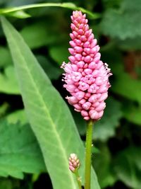 Close-up of pink flowering plant