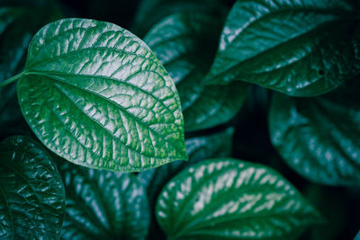 Close-up of wet leaves