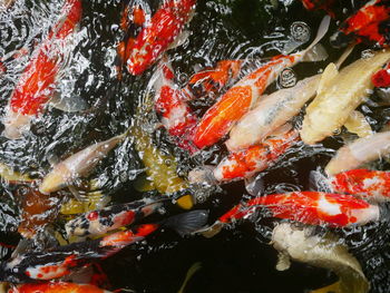 Colorful carp or koi fish, with rippling water surface, swimming in the pond