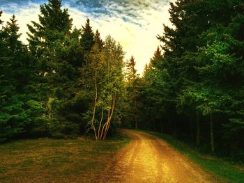 Road passing through trees