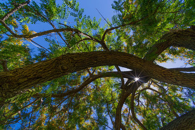 Low angle view of tree against sky