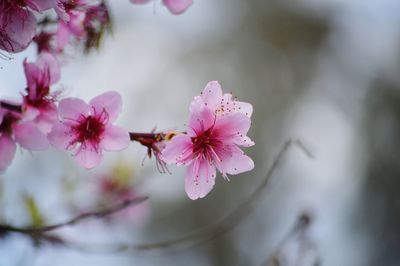 Close-up of insect on pink flowers