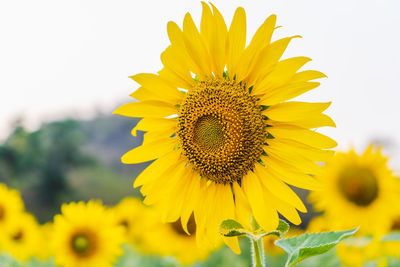 Close-up of yellow sunflower on field