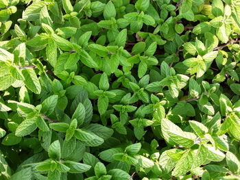 Full frame shot of plants growing on field