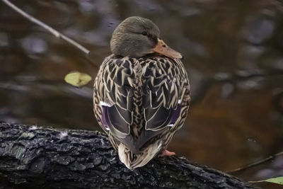 Close-up of bird perching on branch