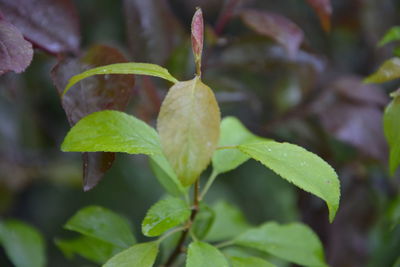 Close-up of plant