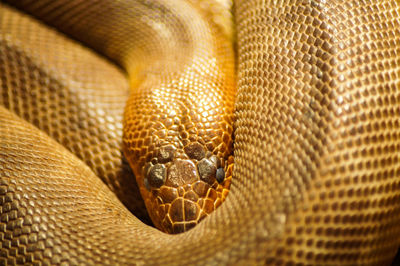 Close-up of snake