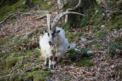 Mountain goat with large horns in thw wilderness 