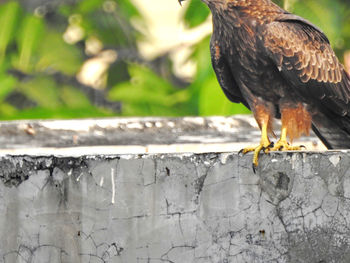 bird