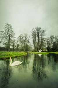Swan floating on lake against sky