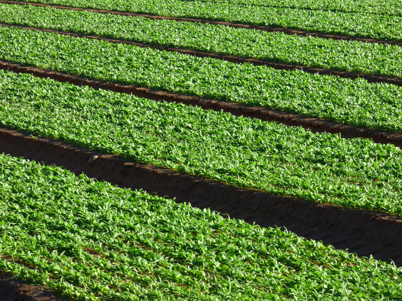 Cultivated field