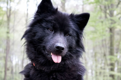 Close-up portrait of a dog