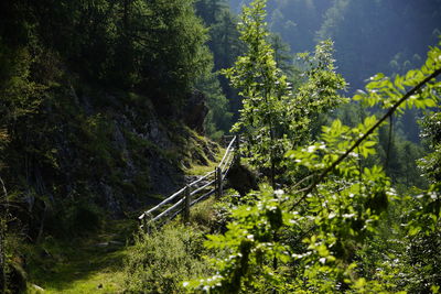 Trees and plants growing on land in forest
