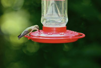 Close-up of bird perching on feeder