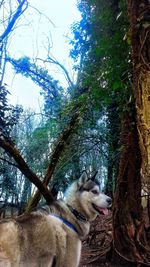 Dog with dog in background
