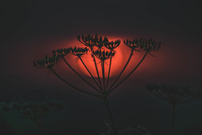 Close-up of silhouette plant against orange sky