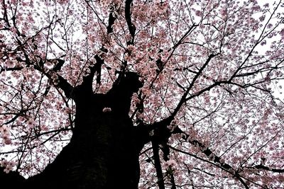 Low angle view of cherry tree