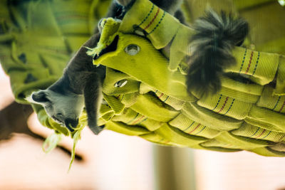 Close-up of a bird flying