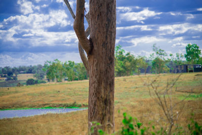 Trees on field against sky