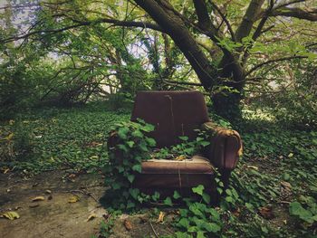 Chair and trees against plants