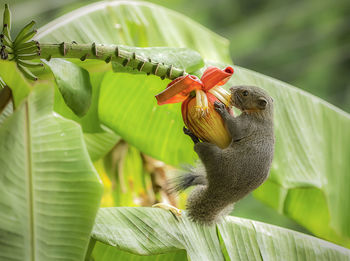 Close-up of hummingbird on leaves
