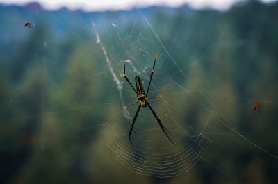 Close-up of spider on web