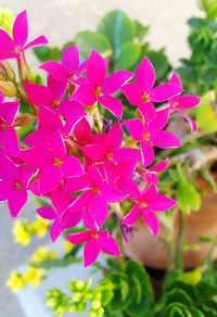 Close-up of pink flowers