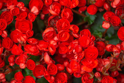 Full frame shot of red flowering plants