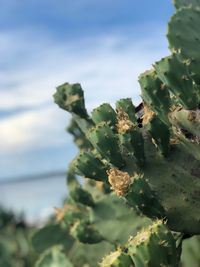 Close-up of plant in sea against sky