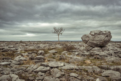 Bare tree on landscape against sky