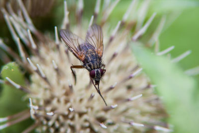 Close-up of insect on plant