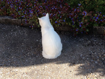 High angle view of white cat