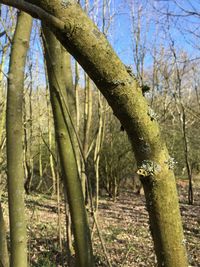 Close-up of bare trees in forest