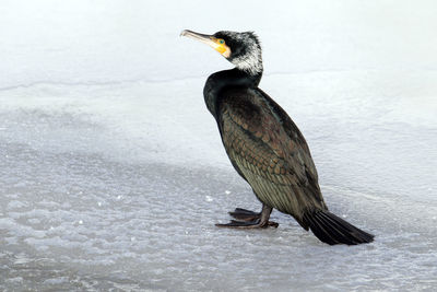 Bird perching on a snow