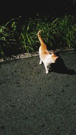 Dog sitting outdoors