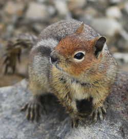 High angle view of squirrel on rock