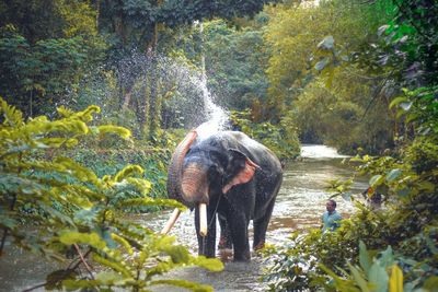 Elephant in a forest