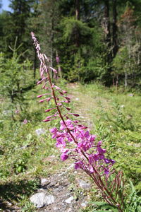 Close-up of pink flowers on branch