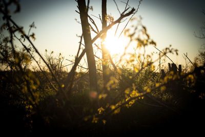 Silhouette trees on field against sky at sunset