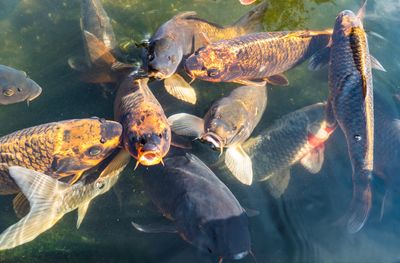 Fishes swimming in sea