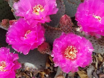 Close-up of pink flowers