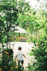 Rear view of woman with umbrella against trees