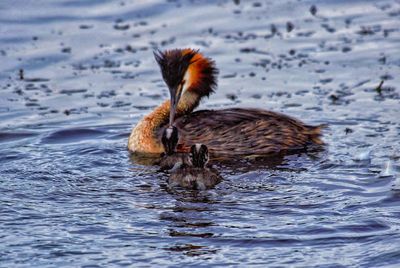 Duck swimming in lake