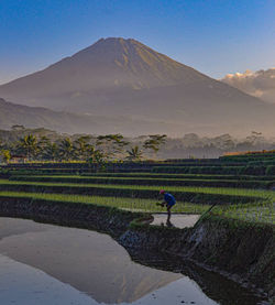 Scenic view of agricultural field against sky