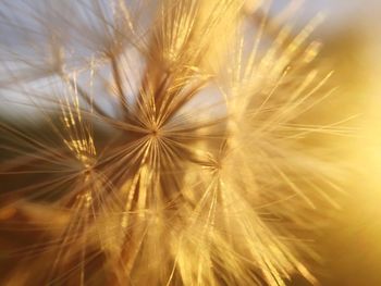 Close-up of dandelion