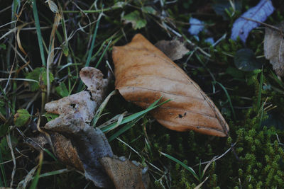 High angle view of mushroom growing on field