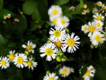 Close-up of white daisy flowers