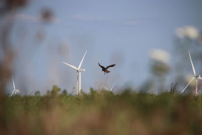 Airplane flying over field against sky