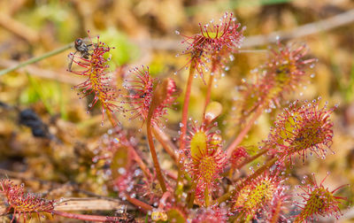 Close-up of insect on flower