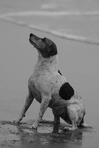 Close-up of bird on beach